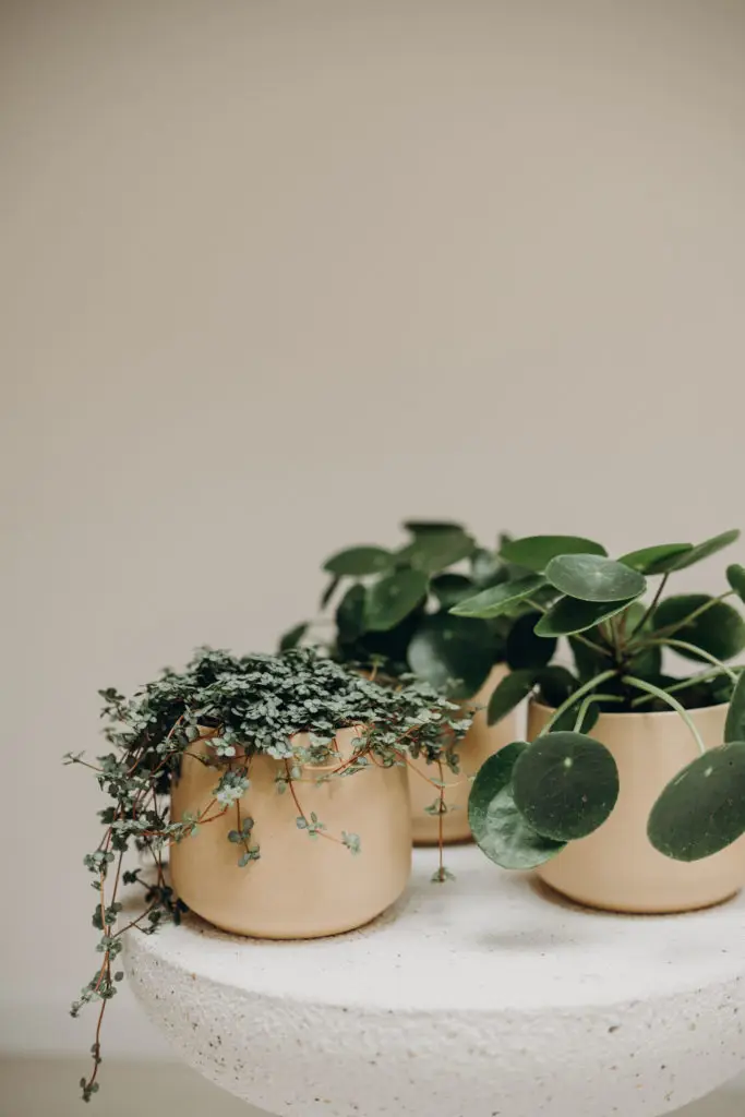 Plantes en pot - Bulle